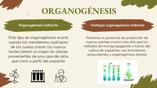 Embriogenesis y organogenesis [upl. by Aikaj635]