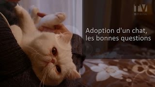 Adoption un chat quelles questions se poser [upl. by Nnaitak]