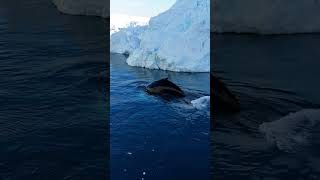 Whale in Greenland [upl. by Enehs]