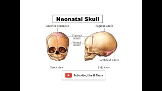 Neonatal Skull  Features Fontanelles amp its importance Growth of the skull [upl. by Harraf]