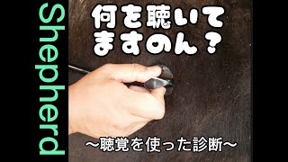 【診察】聴診器をつかって何を知る？ [upl. by Ecyarg]