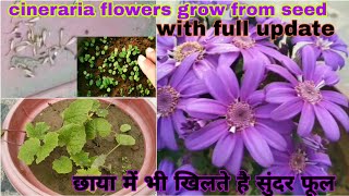 How to grow cineraria flower plant from seed with updateसिनेरारिया फूल को बीज से कैसे उगाये [upl. by Amikahs]