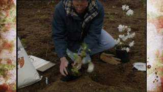 Planting Azaleas [upl. by Ettenyar947]