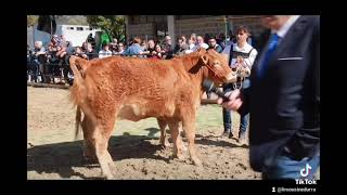 Mostra Interprovinciale del LG delle razze Charolaise e Limousine Anacli 2024 Limousine Durrà [upl. by Liane]