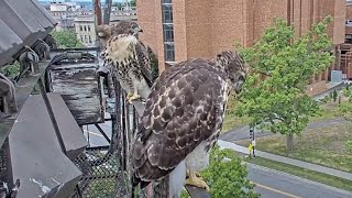 Big Red Joins Fledglings On Railing Before Offering A Meal – June 12 2024 [upl. by Hufnagel]