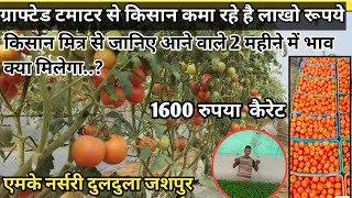 ग्राफ्टेड टमाटर से किसान का काम रहेगा लाखो lGrafting tometo farming lएमके एग्रीकल्चर दुलदुला जशपुर l [upl. by Adniles]