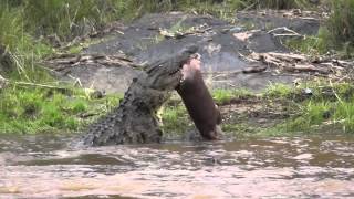 Crocodile kills baby hippo [upl. by Wachtel]