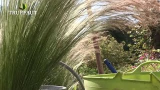 Comment planter la graminée Stipa  cheveux dange au jardin   Truffaut [upl. by Dnumsed665]