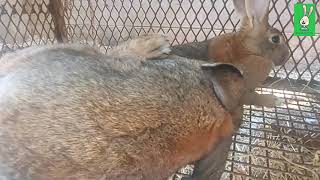 Backyard Rabbit farming Cuniculture breeding mating of rabbits [upl. by Roberto]