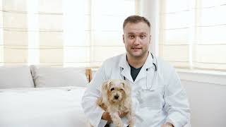 Treat Your Pet’s Ear Infections at Home with ZYMOX  No Vet Required [upl. by Skees]