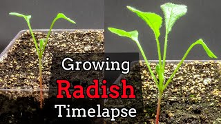 Growing Radish from Seed  Fail 15 Days TimeLapse [upl. by Eanehs669]