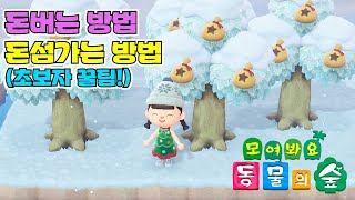 동물의숲 초보 돈버는법 꿀팁  돈나무 키우기  돈섬가는법 [upl. by Pinelli]