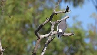 Whitebreasted Woodswallow Hervey Bay Qld [upl. by Haukom]