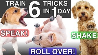 How to Train your Puppy 6 Tricks in 1 Day [upl. by Nihcas]