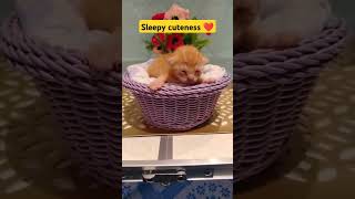 Baby kitty lullaby 😻cat funnycats catlover funnypets cute funnypetschannel kitten [upl. by Annadroj666]