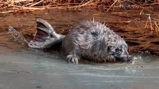 Kuutin tarina  A Story Of A Saimaa Ringed Seal Pup [upl. by Debor]