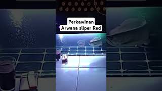 Perkawinan Arwana Silver Red arwanaclubindonesia trending [upl. by Sug]