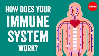 How does your immune system work  Emma Bryce [upl. by Crane]