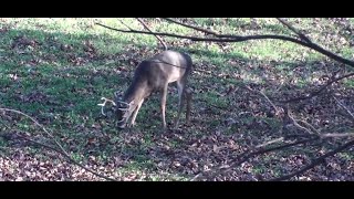 This One Tip Can Keep More Deer on Your Property [upl. by Dellora]