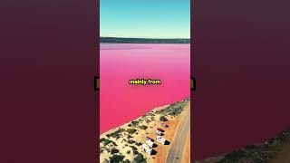 Why Are These Lakes Pink 🌸 facts shorts marinelife nature ocean [upl. by Chabot]