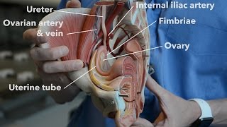 Female reproductive system  internal organs part 1 [upl. by Lombardo]