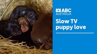 Unwind with the cute antics of newborn to 12 week old Kelpie puppies  Muster Dogs  ABC Australia [upl. by Helas]