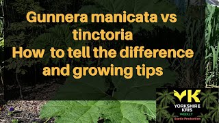 Gunnera manicata vs tinctoriaHow to tell the difference between Gunneras and growing tips [upl. by Viv]