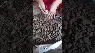 home gardening ke liye mitti kaise taiyar karen [upl. by Adnirem]