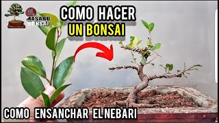 COMO EMPEZAR UN BONSAI  FICUS TIGER BARK ALAMBRADO Y MAS [upl. by Fugazy]