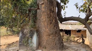 1000 Year Old Sal Tree  हज़ार साल पुराना साल वृक्ष [upl. by Eatnahs]