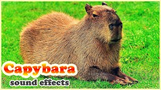 Incredible CAPYBARA sounds  CAPYBARA sound effect [upl. by Einial]