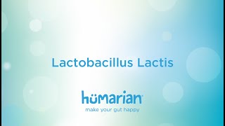 Lactobacillus Lactis [upl. by Aikim]