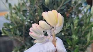 Cotyledon Orbiculata Oophylla variegated [upl. by Pippas]