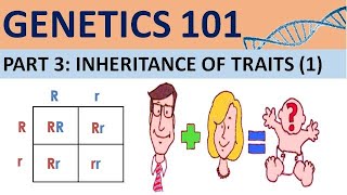 GENETICS 101 Part 3  Definitions Albinism Sickle Cell Anaemia CXC Biology Tutor [upl. by Brina]