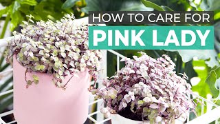 BEST TIPS  HOW TO CARE FOR PINK LADY CALLISIA REPENS TURLE VINE [upl. by Gnurt245]