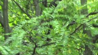 how to identify Gleditsia triacanthos [upl. by Libbie]