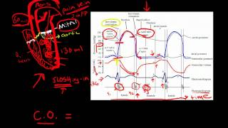 Cardiac Cycle [upl. by Anniala]