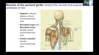 Ch12 Appendicular Muscles slides 111  Muscles of the Pectoral Girdle and Shoulder [upl. by Jeffrey]