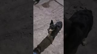 Cute dog 🐕 totalgaming freefiregameplaybackgroundmusic doglover dogfight [upl. by Ttergram46]