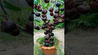 How To Growing Mangosteen Fruit To Mangosteen Tree has a lot of fruits [upl. by Dukie192]