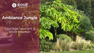 Ambiance jungle  des plantes tropicales pour votre jardin [upl. by Ahrat]