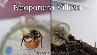 Neoponera Villosa Texas Bullet Ants  ANT LIFE [upl. by Sacci537]