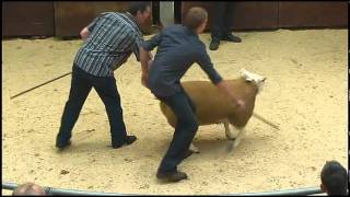 Highlights from The Scottish National Show and Sale of Texel Sheep  Ram Lambs  2011flv [upl. by Wait]