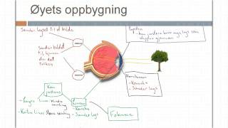 Øyets oppbygning og synssansen [upl. by Matilda410]