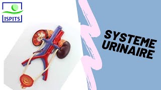 Système urinaire ISPITS Anatomie S1 [upl. by Ermey]