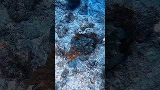 Cuttlefish scubadiving gopro scuba underwater travel bali scubadiving indonesia ocean [upl. by Anomis568]