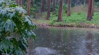 The beautiful forest is raining68  sleep relax meditate study work ASMR [upl. by Posehn]