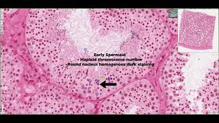 Histology of the Seminiferous Tubules amp Interstitium 4K [upl. by Nylecsoj]