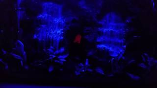 Moonlight  Aquarium Sand Waterfall 71 [upl. by Deanna]