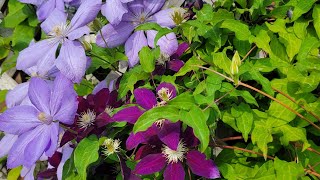 Growing Caring and Pruning Clematis [upl. by Suoicerpal428]